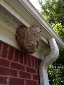 Alpharetta Bald Faced Hornet Nest
